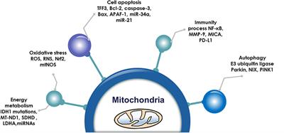 Mitochondrial Dysfunction Pathway Networks and Mitochondrial Dynamics in the Pathogenesis of Pituitary Adenomas